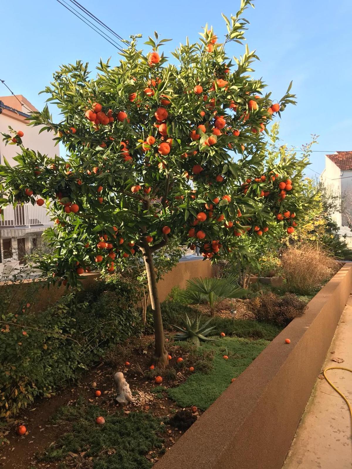 Bozana Apartment Trogir